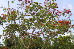 Erythrina variegata var. orientalis